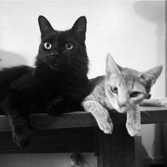 Meet your Posher, Tara - Picture 3 of 3